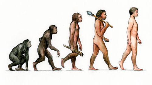 L'evolution de l’homme selon Darwin