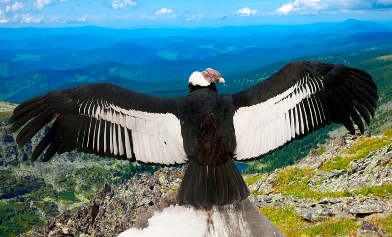 El condor pasa, boucles d’oreilles oiseau des Andes en argent et zircon bleu