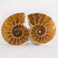 cabochon ammonite C