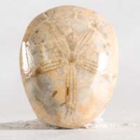 cabochon oursin fossile E