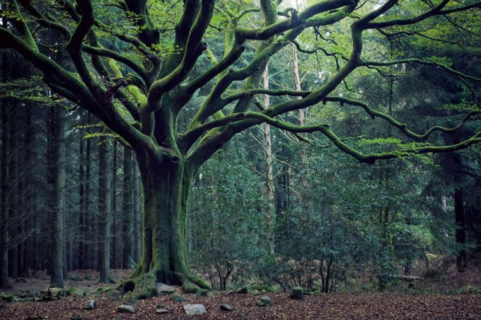 La forêt celtique sacrée de Broceliande