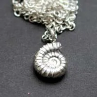 Ammonite promicroceras