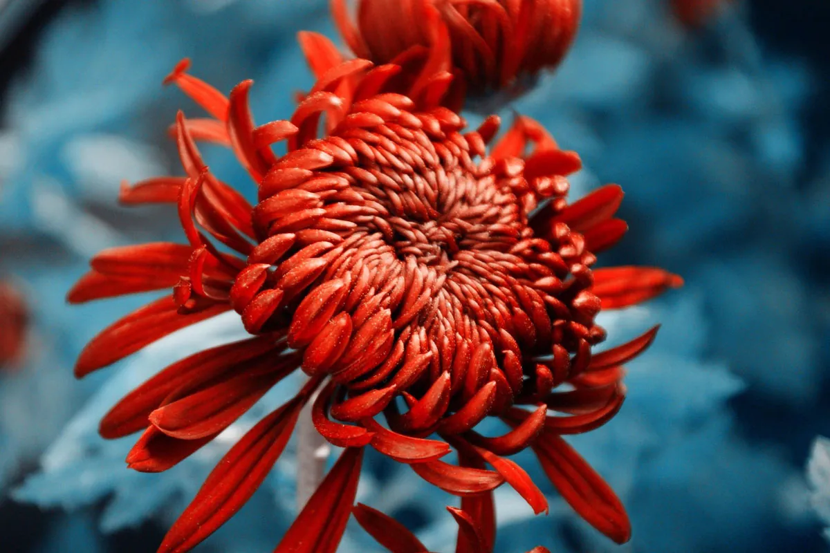 Chrysanthème, bague fleur du soleil en argent