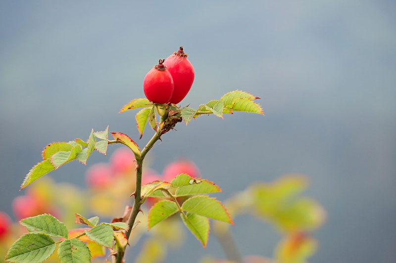 Eglantine d’automne, bague fleur et fruit en argent et cornaline