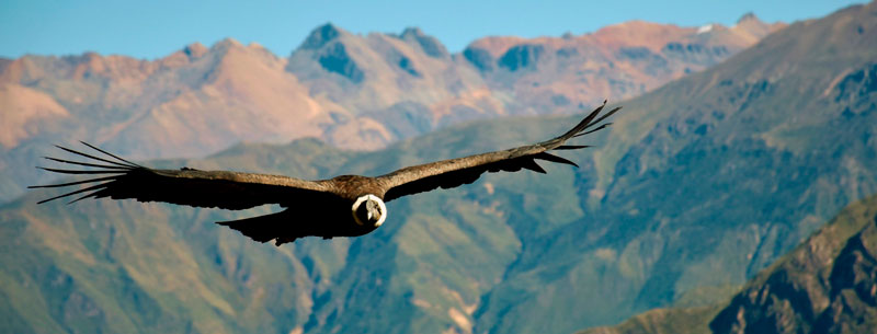 El condor pasa, boucles d’oreilles oiseau des Andes en argent et zircon bleu