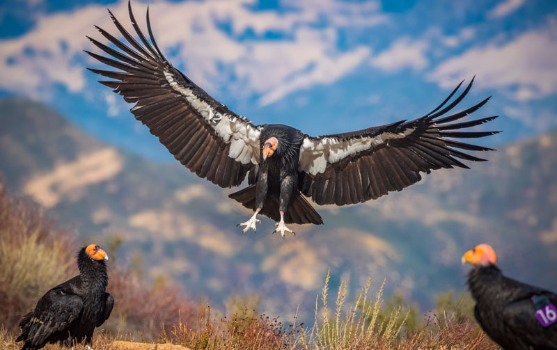 El condor pasa, boucles d’oreilles oiseau des Andes en argent et zircon bleu