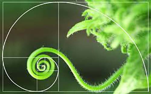 Spirale de Fibonacci