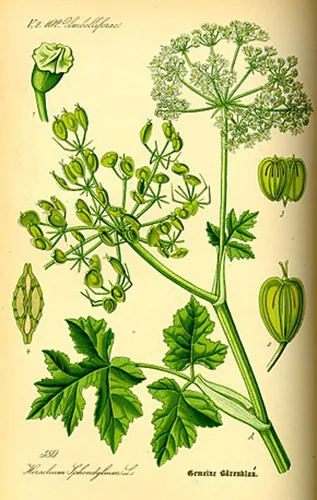Heracleum, boucles d’oreilles botanique en argent