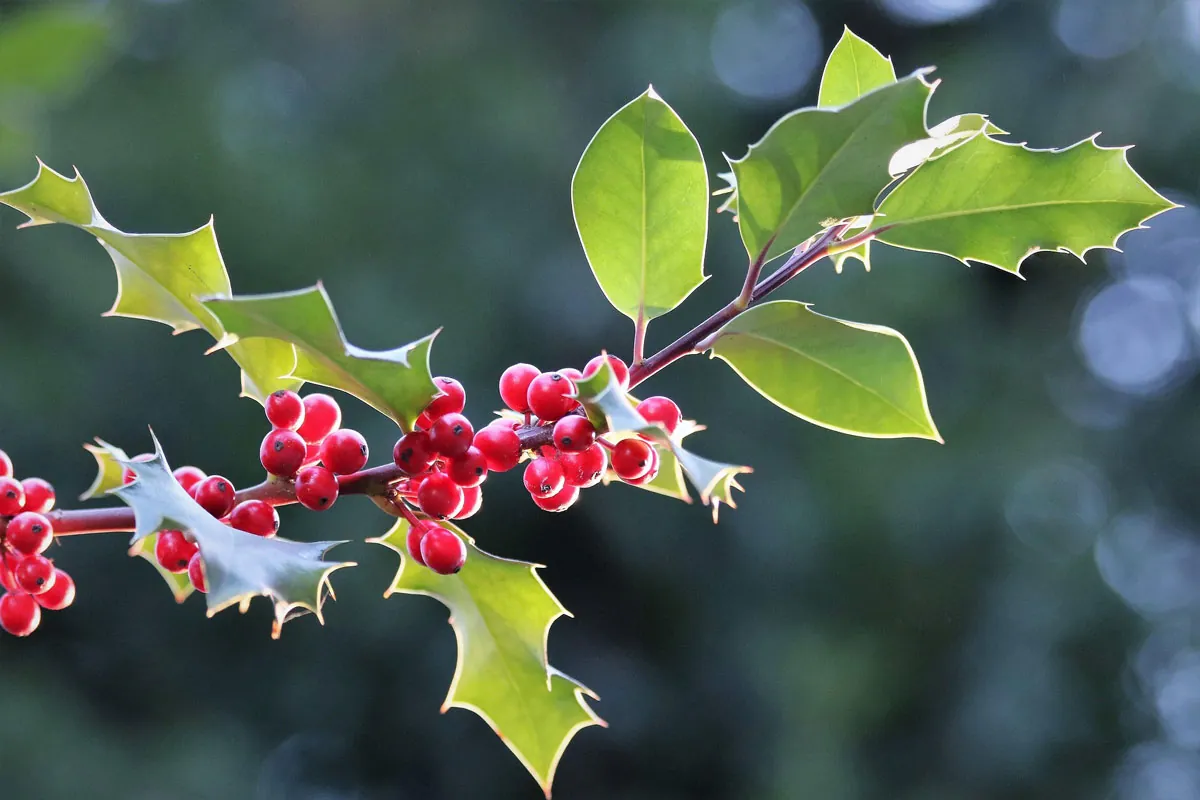 Houx, bague fleur et fruit de l’hiver en argent