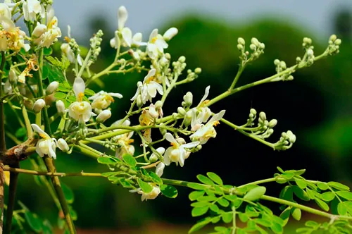 Moringa, collier camée botanique baroque en argent