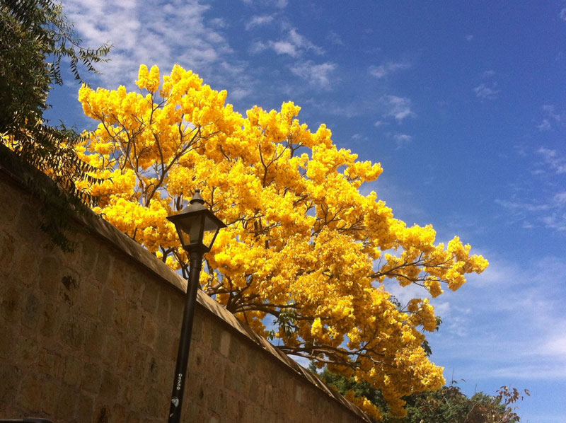 L'arbre de guayacan avec ses fleurs jaunes, photo prise a Oaxaca de Juarez, Mexique