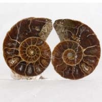 cabochon ammonite A