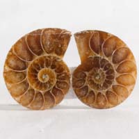 cabochon ammonite B