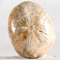 cabochon oursin fossile A