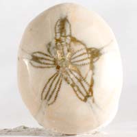 cabochon oursin fossile B