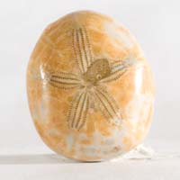 cabochon oursin fossile C