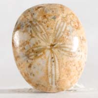 cabochon oursin fossile D