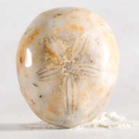 cabochon oursin fossile F