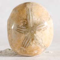 cabochon oursin fossile G