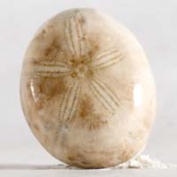 cabochon oursin fossile H