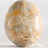 cabochon oursin fossile I