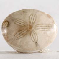 cabochon oursin fossile K