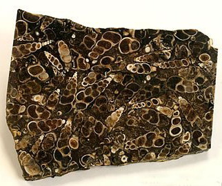 Agate fossile - Bracelet agate fossile, pierre de richesse
