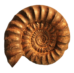L’histoire, les bienfaits et vertus de l’ammonite