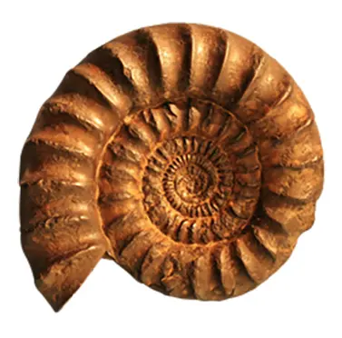 Notre galerie de pierres d’ammonite pour une commande personnalisée