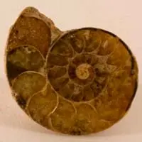 Cabochon ammonite