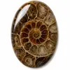 Nos cabochons d’ammonite