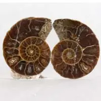 Cabochon ammonite A