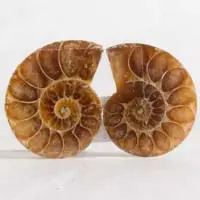 Cabochon ammonite B
