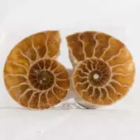Cabochon ammonite C