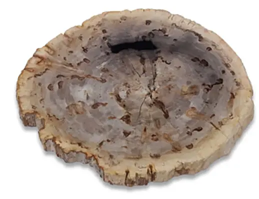 Notre catalogue de pierres de bois pétrifié, fossilisé ou bogwood pour une commande personnalisée