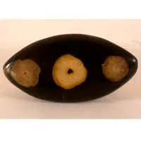 Cabochon bois fossilisé