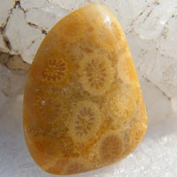 cabochon corail B