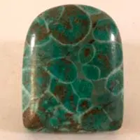 Cabochon corail fossilise bleu