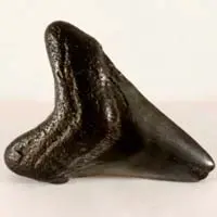Dent de requin fossilisée