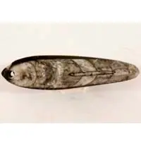 Cabochon orthoceras fossilisé A