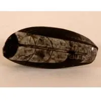 Cabochon orthoceras fossilisé B