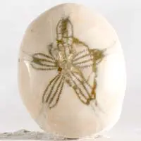 Cabochon oursin fossile B