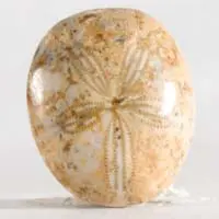 Cabochon oursin fossile D