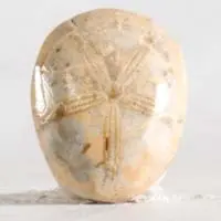 Cabochon oursin fossile E
