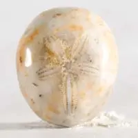 Cabochon oursin fossile F