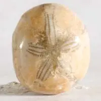 Cabochon oursin fossile G