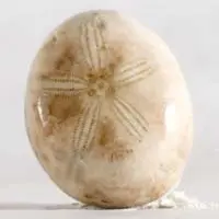Cabochon oursin fossile H