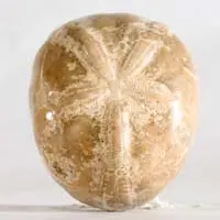 Cabochon oursin fossile J