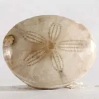Cabochon oursin fossile K