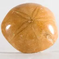 Cabochon oursin fossile L